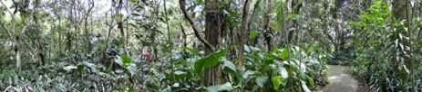 Bosque tropical