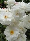 Bolchoi, Var. Meizuzes