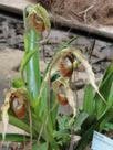 04-084 Phragmipedium caudatum