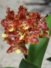 04-104 Otoglossum chiriquense