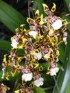 06-032 Odontocidium (Syn Colm)