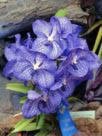 07-062 Vanda Wirat  (V. Madame Rattana x V. coerulea)