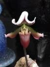 12-010 Paphiopedilum Maudiae