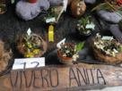 12- Vivero Anita