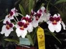 12-09 Miltoniopsis Ronge "California Plump"