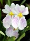 13-026 Miltonia Newton Falls