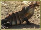 Iguana en el camino a playa Carrillo