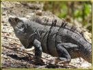 Iguana en playa Danta